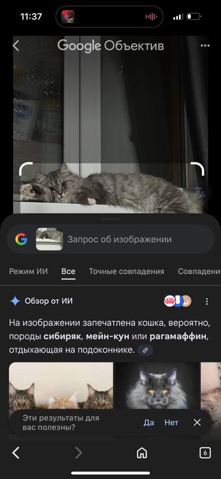Кот ищет кошку для вязки