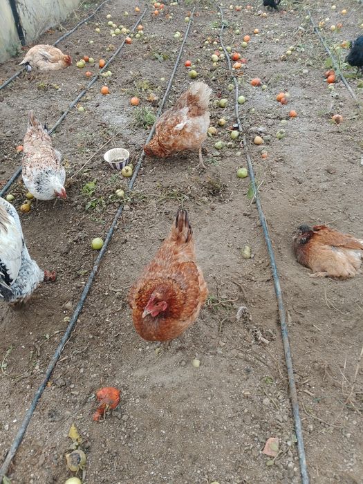 Vand găini crescute bio