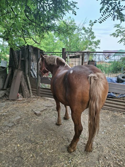 Vând iapă frumoasă și cuminte
