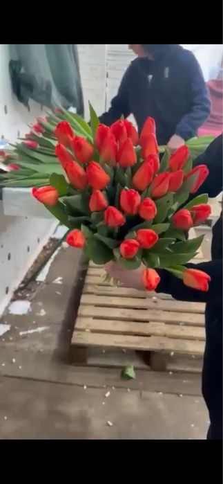 Тюльпаны голандские