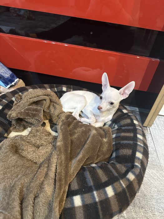 Женски чиху-пинчер