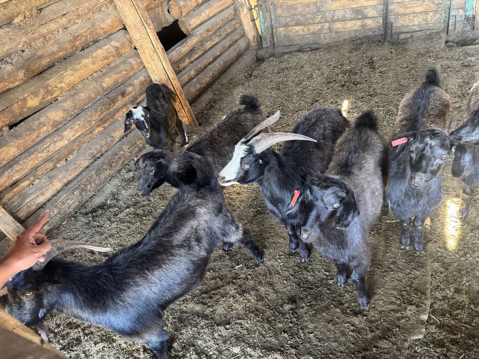 Ешкі сатылымда, Козы , козочки
