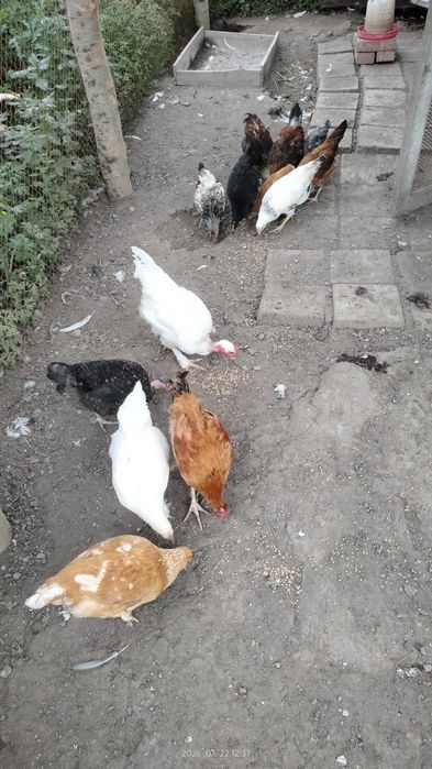 Продам циплят молодок