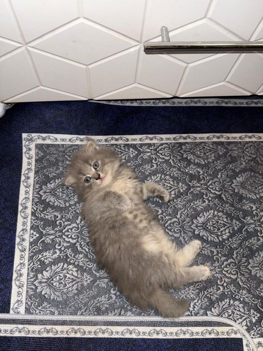 Котенок породистый