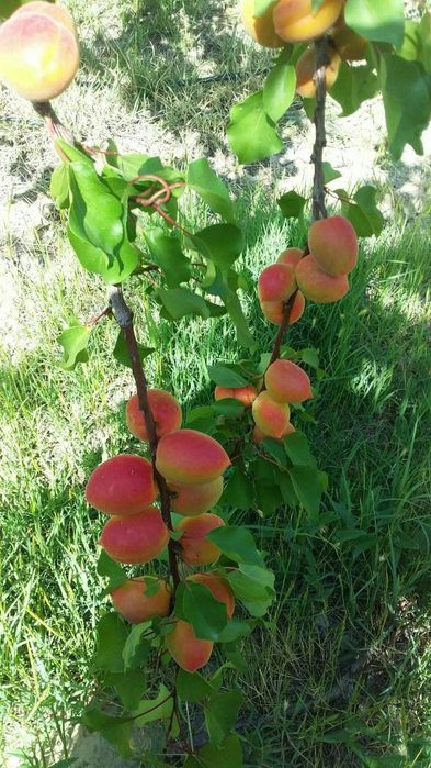 Karlek VA polekarel mevali kuchatlar