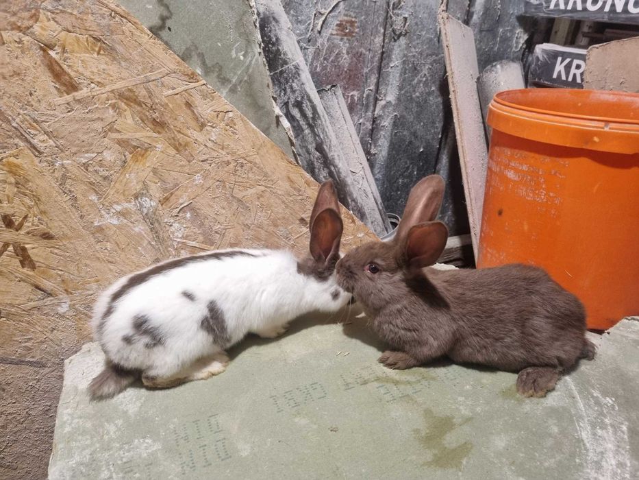 Iepuri Fluture German !