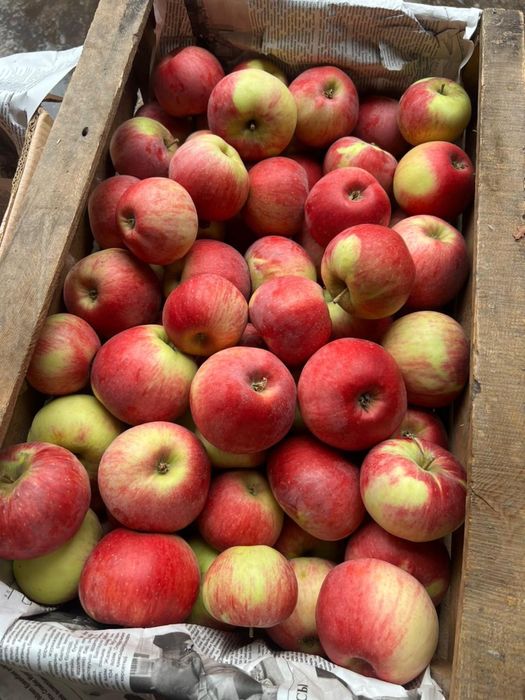 Апорт груша золотое яблоки