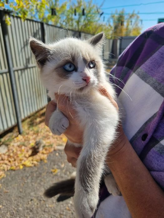 Кошечки ищут дом.