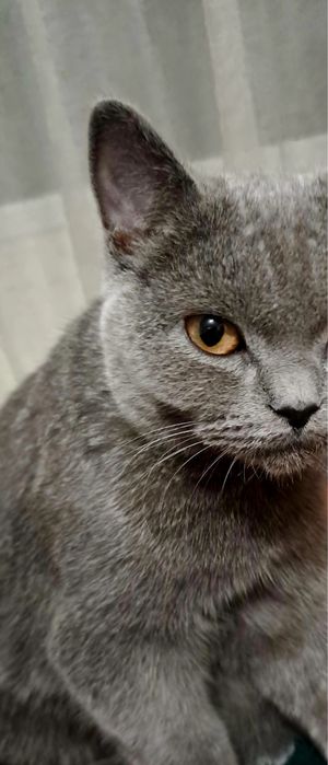 Pisica Brithis femela