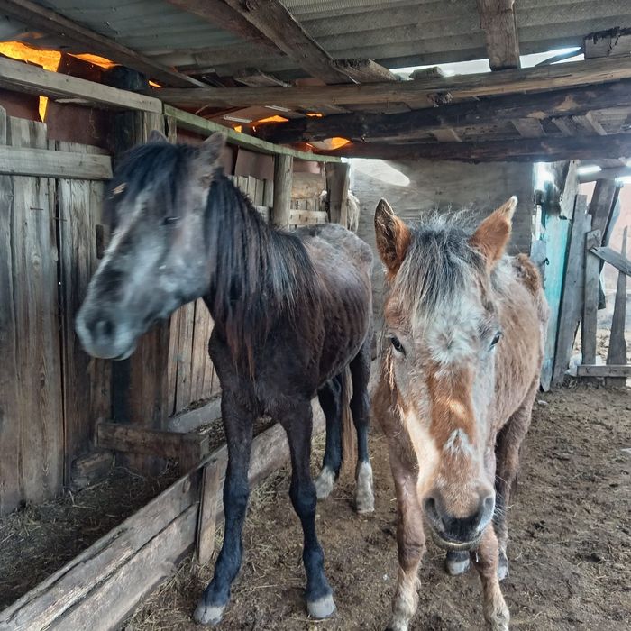 Байтал сатылады          .