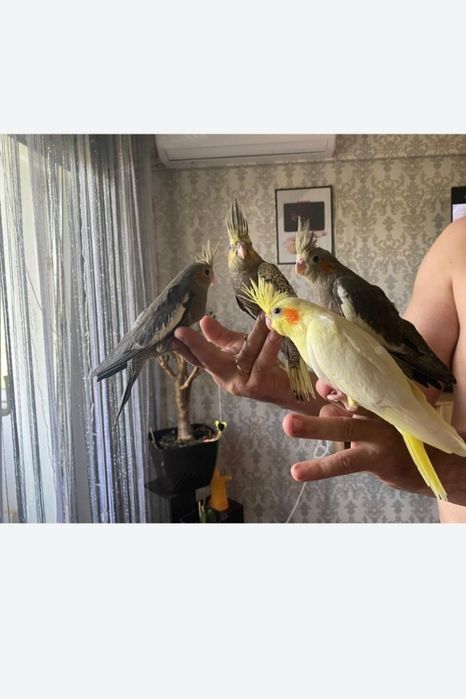 Кореллы нимфы птенцы