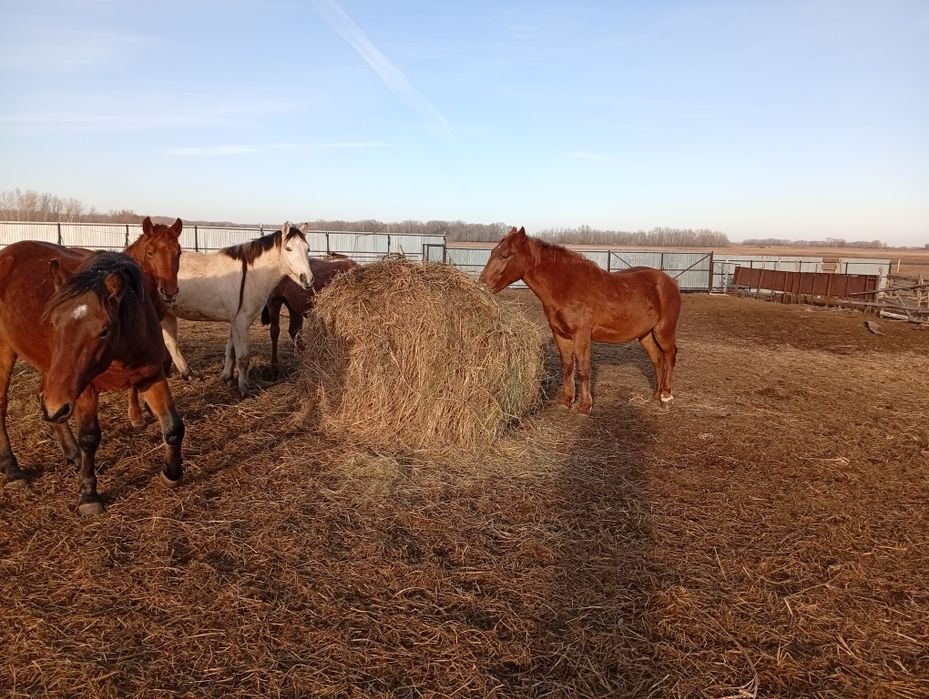 Селхоз животнии..