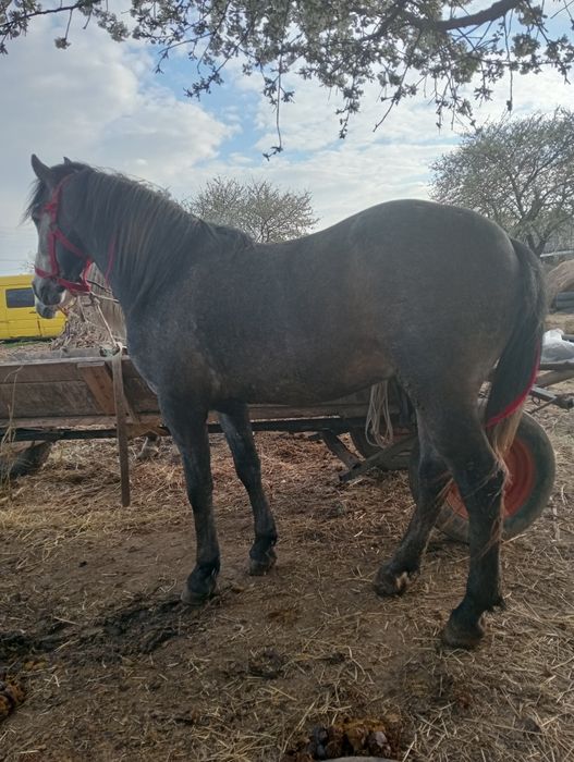 Vând mânz de 3 ani blând.