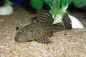 Сомики Чистильщики Хорошо Чистят ваш Аквариум Настоящие Пылесосы