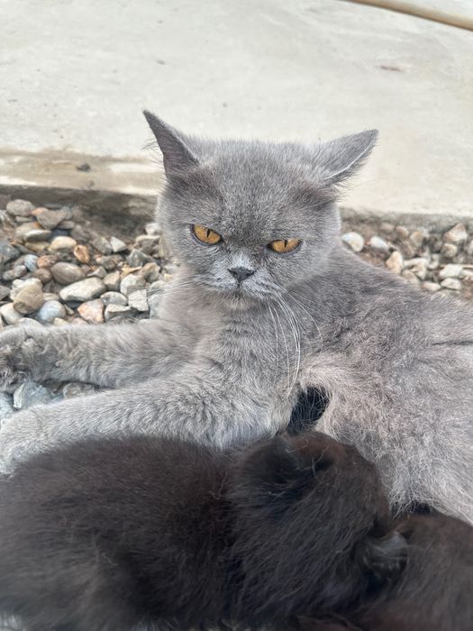 Britanskiy parodyali aqiliy mushuk