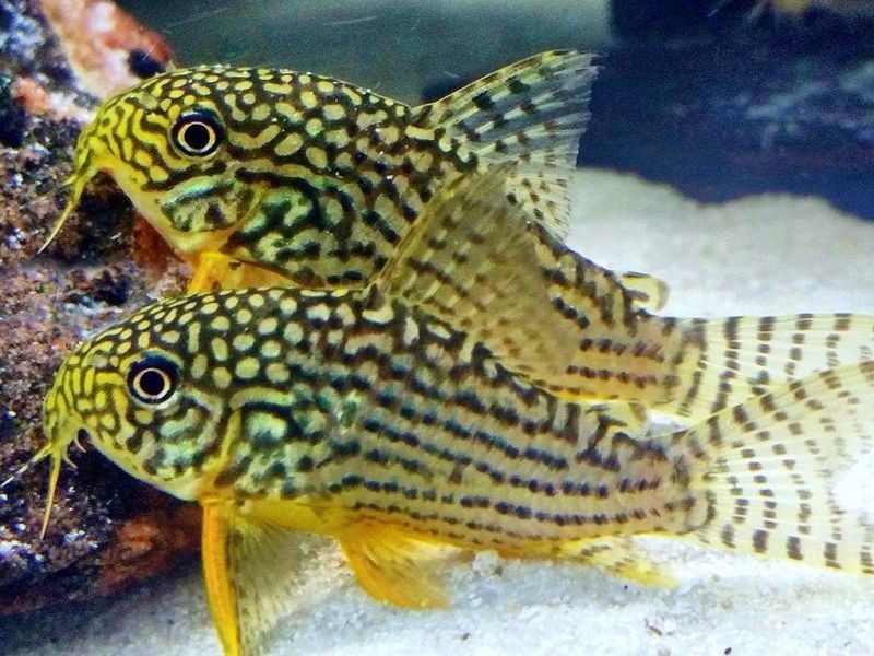 Коридорас штерба