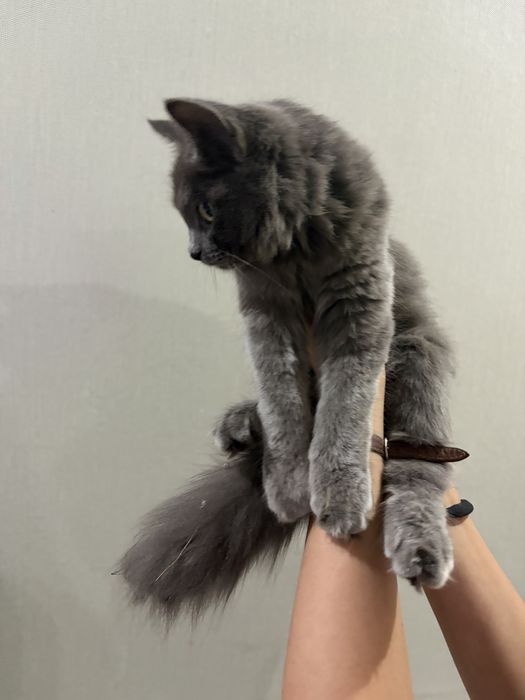 Котенок девочка, бесплатно