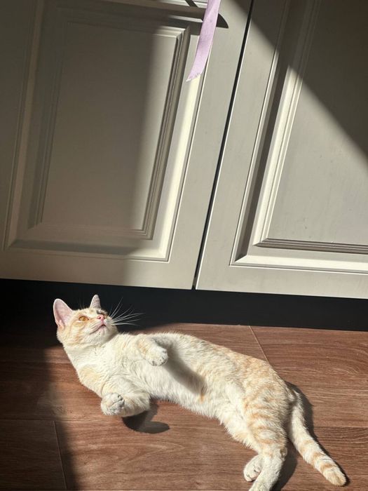 кошка бесплатно