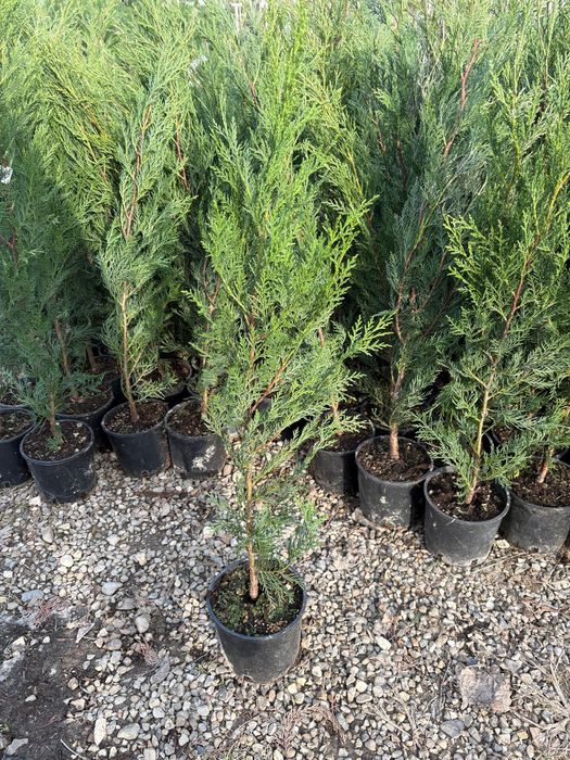 Leylandii gard vesnic verde