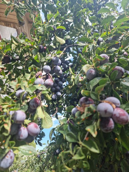 PRUNE NESTROPITE – 3 tone – Mosoaia, ARGEȘ