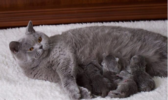 Британские котята