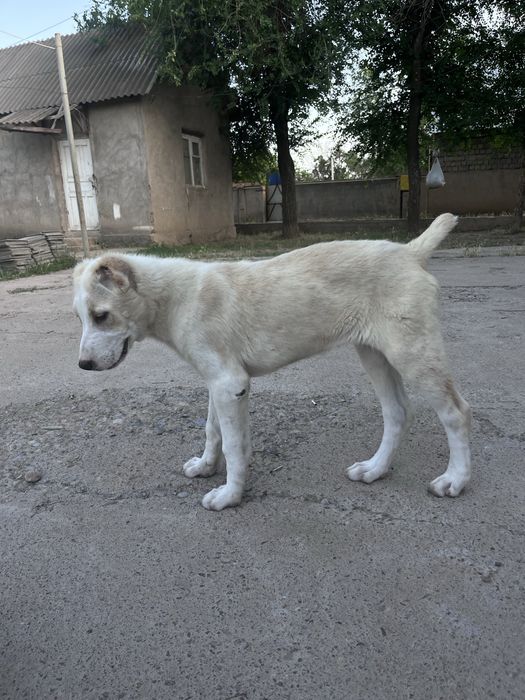 Продам алабай