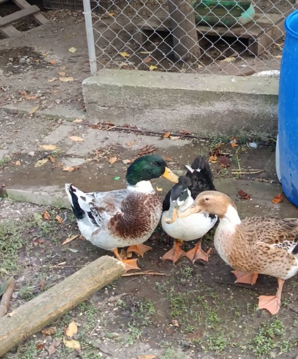 Rațoi si Rațe romanesti