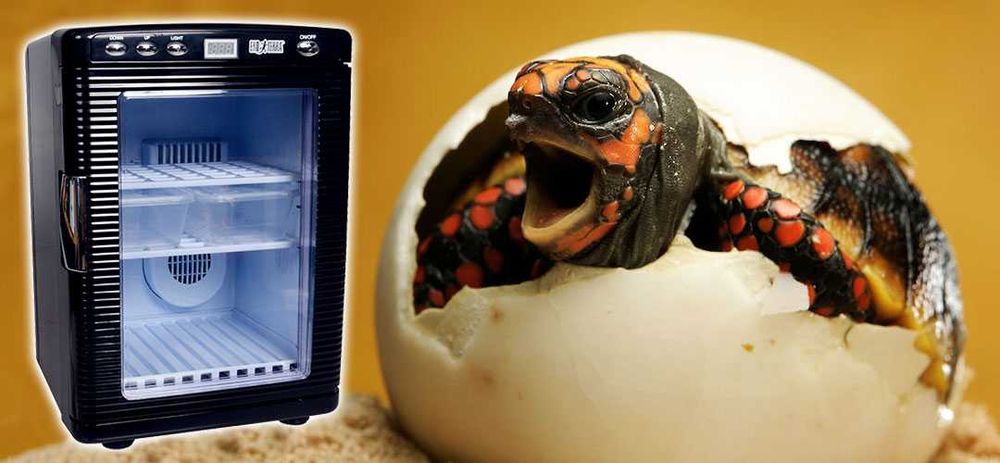 Инкубаторий для рептилий