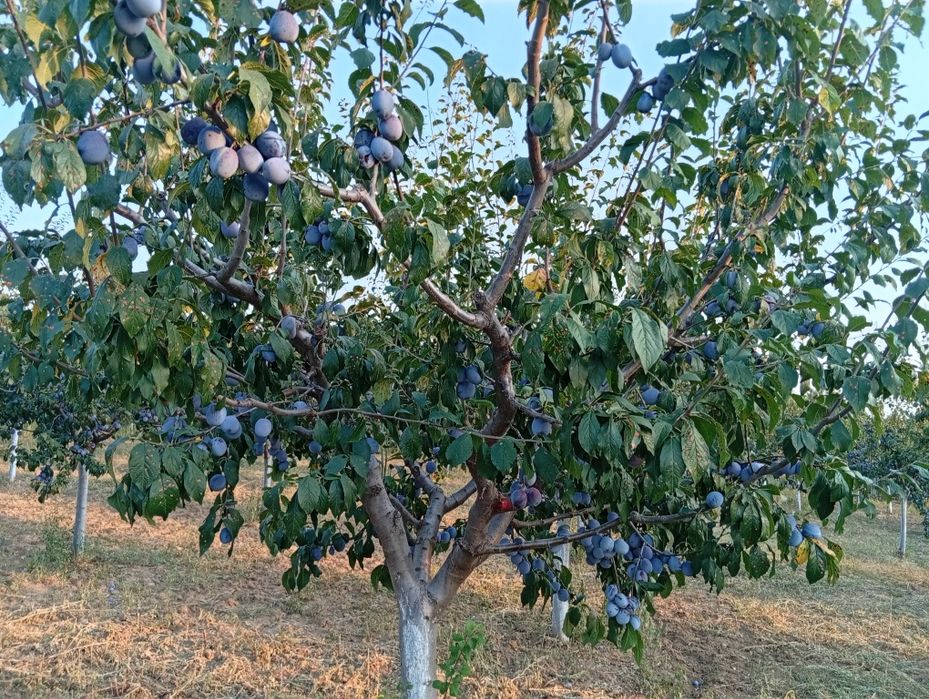 Legume și fructe
