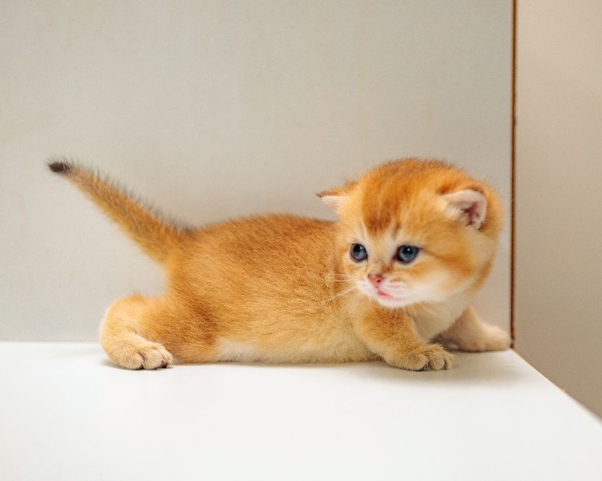 Золотая Шиншилла котята