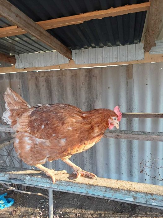 Продам домашних кур