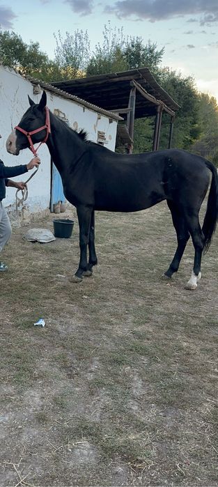 лошадь с красным паспортом