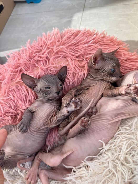 продам котят породы сфинкс