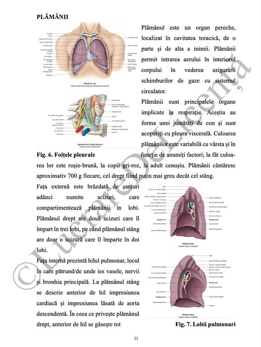 Îngrijirea pacientului cu TBC - PROIECT DE DIPLOMĂ AMG