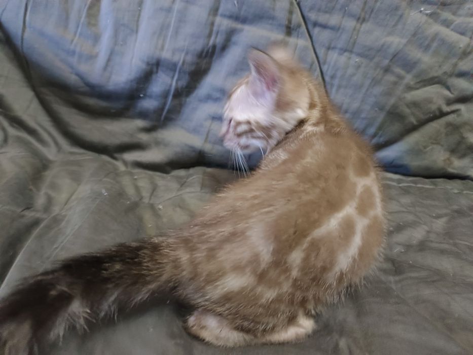 Снежный бенгальский мальчик
