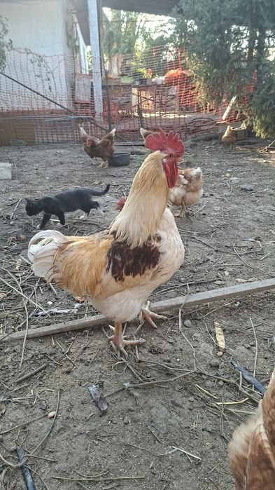 продам петуха ломан браун