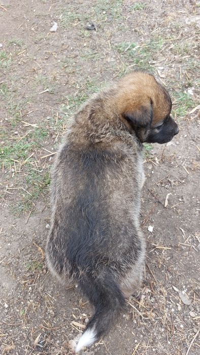 Отдам щенят  в добрые руки