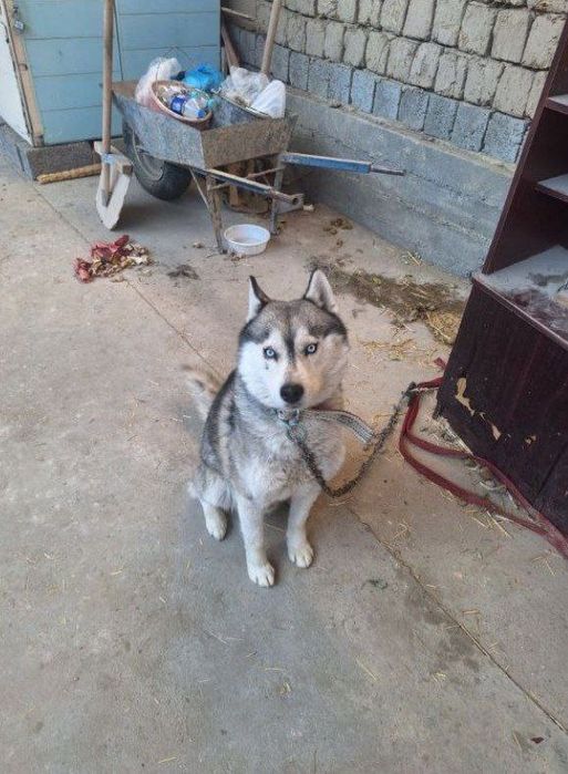 Хаски сотилади 8 ойлик акили ит