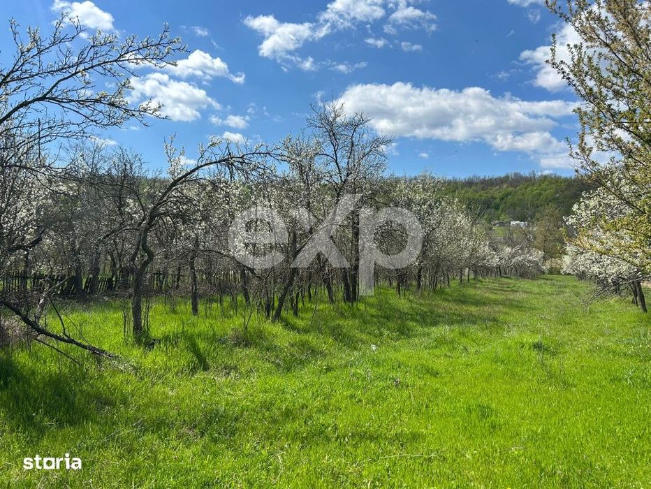 Casa la tara cu teren 3940 mp si livada – zona linistita