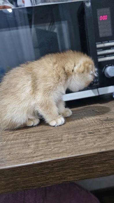 Скотиш фолд девочка золотая шиншила