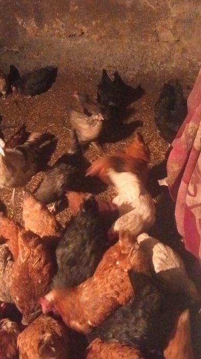 Куицы несушки