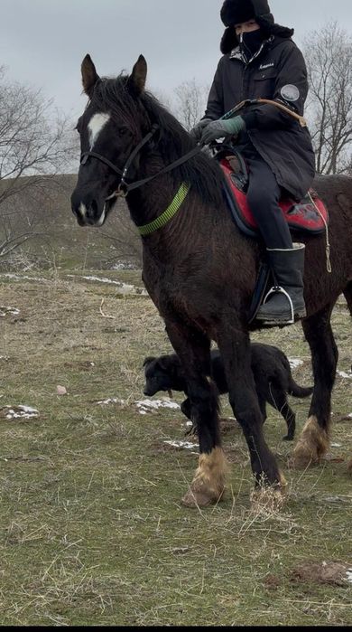 Лошадь 2 жасар кунан