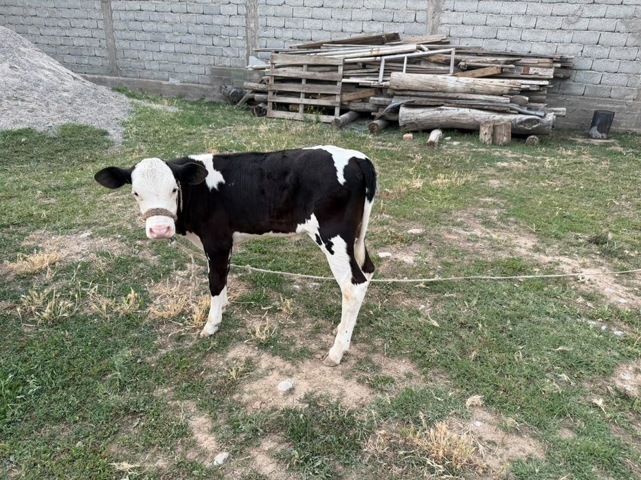 Бұзаулы сиыр,  еркек бұзау