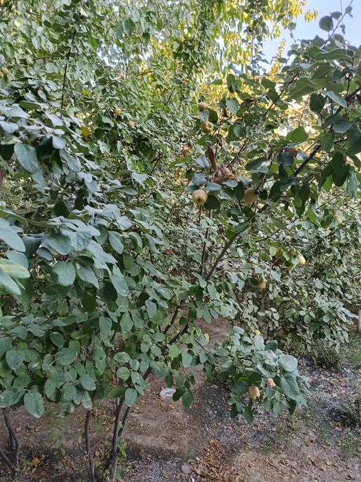 2 комнатная квартира 60² территориально "Шодлик","Искра".