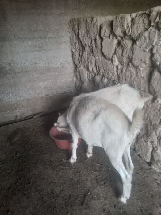 Продам 2 козлов камолых