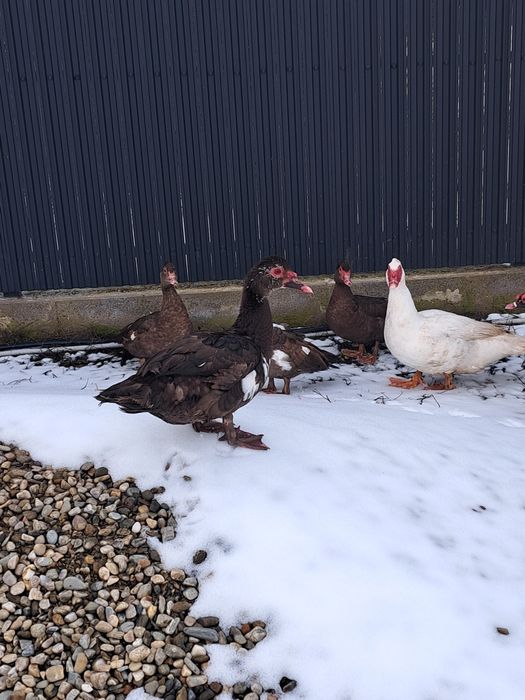 vând rațe leșești