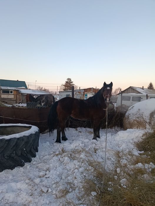 Продам жеребца обучени