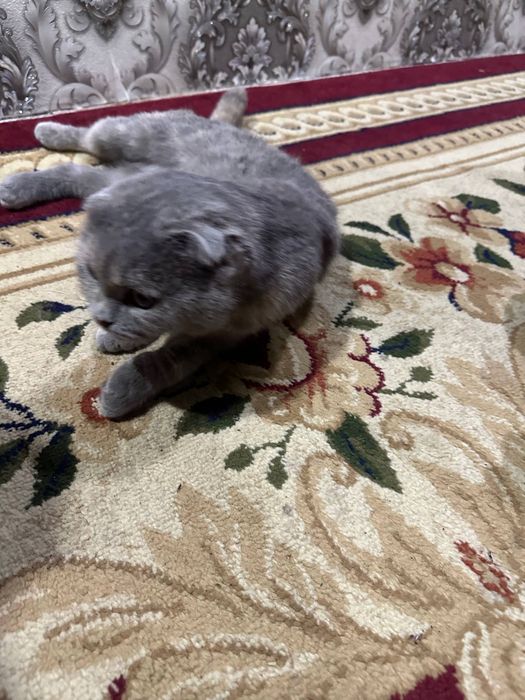 Skotish fold sotiladi 500 000