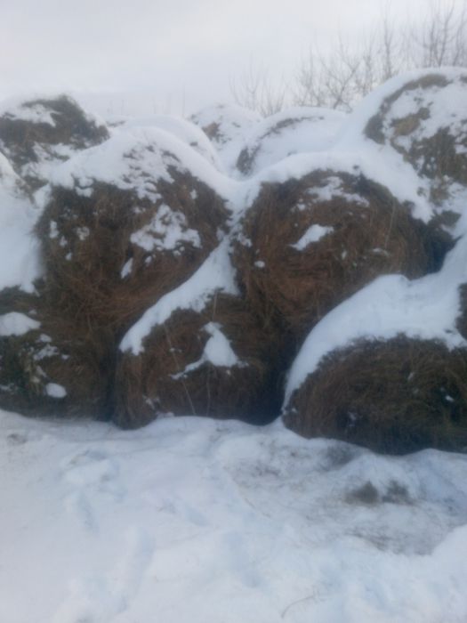 Сено в рулонах .  Есть Доставка..