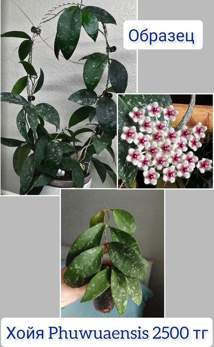 Хойи разные сорта комнатные цветы